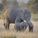 코끼리셀프 이미지