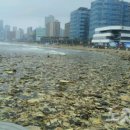 대신목재합판 이미지