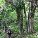 제주곶자왈 : 세계 유일의 숲 이미지
