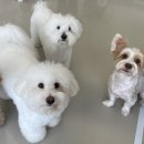 하울팟 한남점 이미지