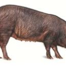 제주흑돼지 이미지