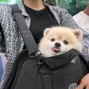 조양래동물병원 | 부산 대연동 조양래동물의료센터 : 비강내시경 후기