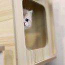우리집막내 | 우리 집 막내, 여기서 만났어요! 화곡동고양이분양 후기!