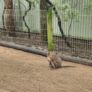 대통령공원 진돗개 | 5월 시드니 4일차 : 페더데일 동물원, 블루마운틴 링컨스락, 세자매봉