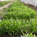 유일한농장 이미지