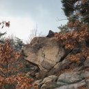 비봉진돗개 이미지