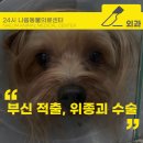 현대동물병원 | 12살 노령견 강아지 부신 적출 위종괴 제거 수술전문동물병원 후기