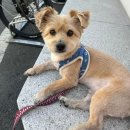 털찐강아지 | 펫픽어스 강아지 털 이발기 겸 흡입기 내돈내산 찐만족후기