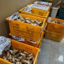 삼척송이버섯 주말특가판매(일요일 택배-월요일 도착 ) 이미지