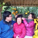박순옥농장 | 힐링투어(박순옥여사가족) 미항 여수에서 농장 찾아온...가족의 한라봉체험과 가장 긴 내용의 체험후기소개