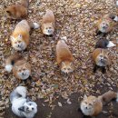 예쁜여우 이미지