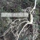 강원산림원 이미지