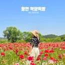 산성산간이화장실 | 경남 5월 꽃구경 가볼만한 곳 함안 축제 악양둑방 양귀비 만개
