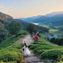 초록잎이 펼치는 세상 이미지