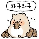 골든햄스터분양 햄츠비 이미지