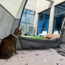 오냥오냥 고양이호텔 이미지