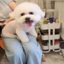 하이몽블리 이미지