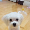 논현 켄넬 이미지