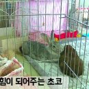 장우진동물병원 이미지