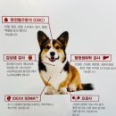 pet24다2531 | 안양동물병원 믿을만한 마음든든 동물 병원 아기 강아지 검진 후기