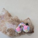 뽀시래기 | [반려동물/호두] 뽀시래기 호두의 성장기(~6개월차 후기)