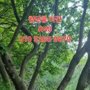 청단풍