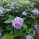 고기초등학교 이미지