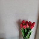 세복농장 | 세복농원_농라카페에서 주문한 싱싱한 생화택배 꽃배달! 꽃 열탕처리 방법