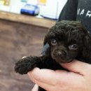 초코네 애견샵 이미지