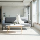 빗질해줄개 | 제페니스스피츠 현실 후기 장단점 솔직 비교 분석 정리