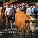 오스트리아 알프스. 소들의귀향 축제 이미지