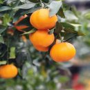 금송농장 이미지