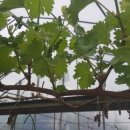 청한농장 이미지