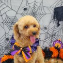 펫보드레 이미지