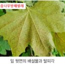 방패벌레(배나무)( 버즘나무) -동영상 이미지