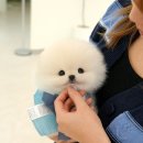 인천 강아지분양 고양이분양 미유펫 이미지