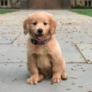 강아지랑 이미지