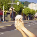 김해 강아지분양 고양이분양 도그하우스 외동점 | [공지] 김해애견샵 도그하우스 대성점에서 분양받았어요!!