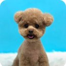 그루몽실 이미지