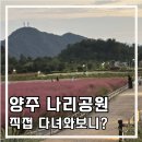 천일홍축제 | 양주 나리공원 천일홍축제 2025 후기, 주차부터 꿀팁까지 총정리