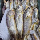 당일경매!!초특가!목포생물참조기1마리천원꼴~/생물갑오징어1만/횟감병어/자연산방어/홍어회-합배송가능 이미지