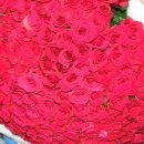 장미농장2 이미지