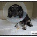 미드미동물의료센터 이미지