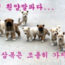 복