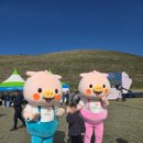 새별오름 | 억새와 흑돼지의 완벽한 조화, 2025 제주 도새기 축제 with 새별오름 후기