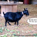 별난염소농장 이미지
