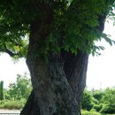 영천 약남리 회화나무 이미지