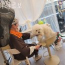 헤어-아르보
