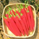 하늘샘농장 이미지