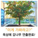 유카플라워&가든 | [전주 플랜테리어 조화장식] 대형 감나무 설치완료!